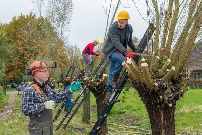 Wilgen knotten rond Werk aan de Waalse Wetering Houtens Nieuws