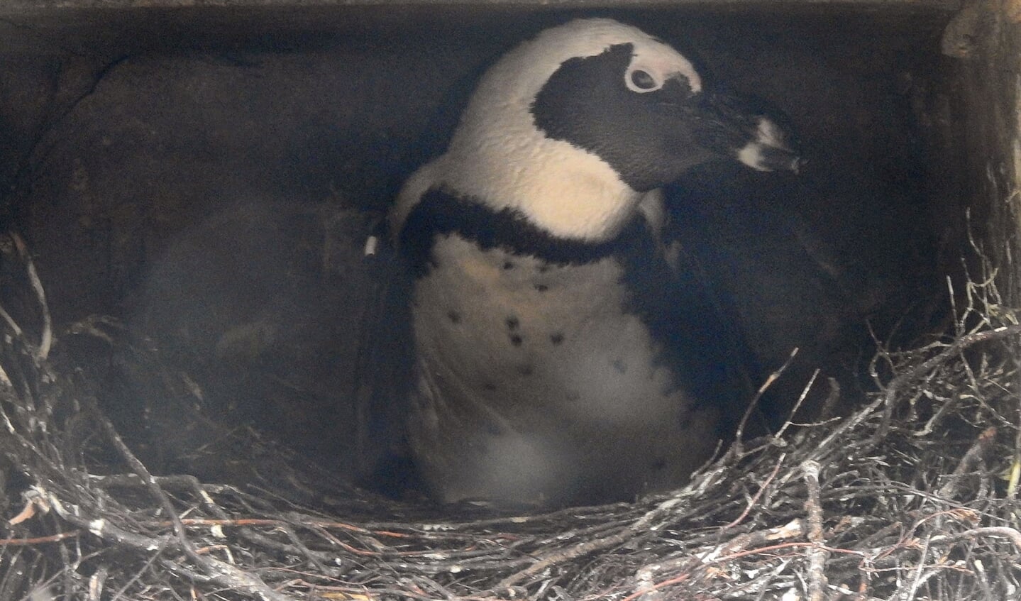 Pinguïnman op nest