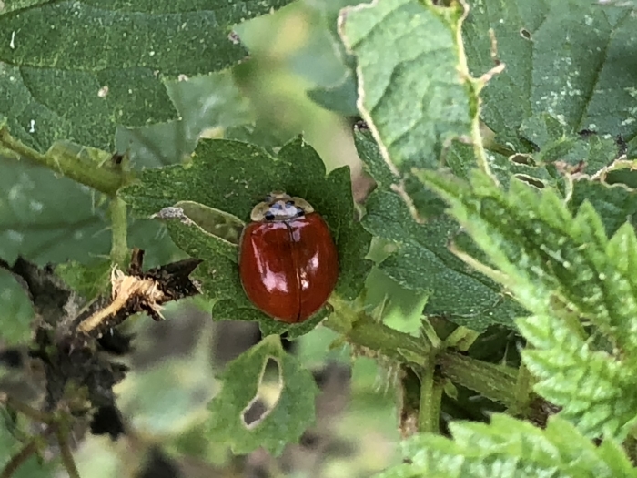 Lieveheersbeestje zonder stippen