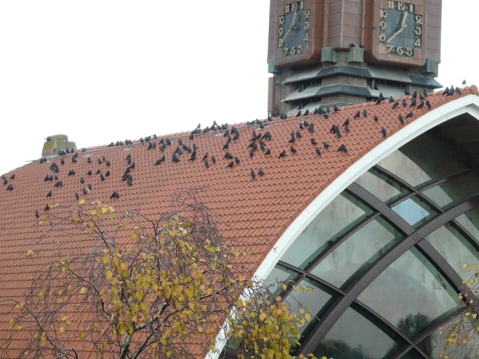 Kauwen OLV Kerk Halfweg