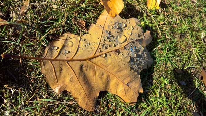 Vallend blad