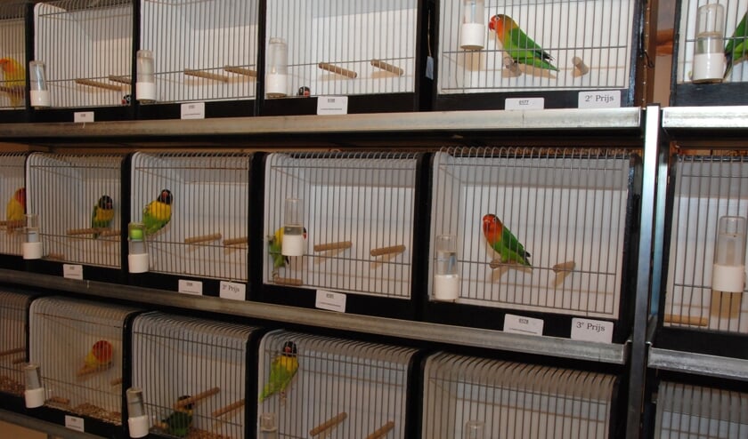 Een aantal tentoongestelde agapornussen.