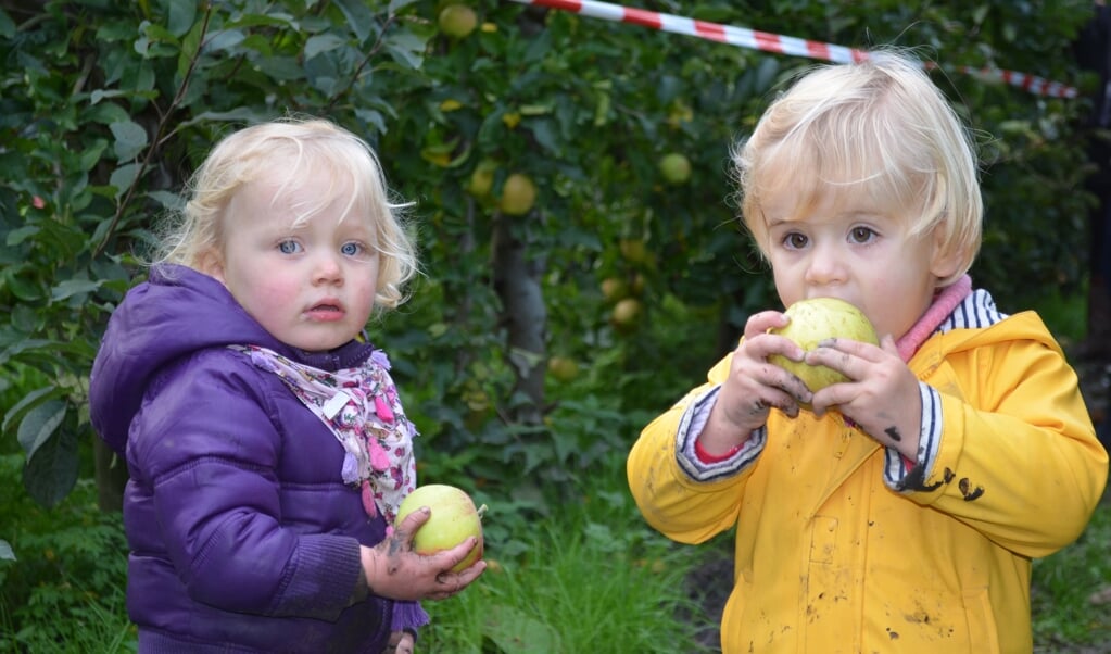 Appels plukken op Landgoed de Olmenhorst.