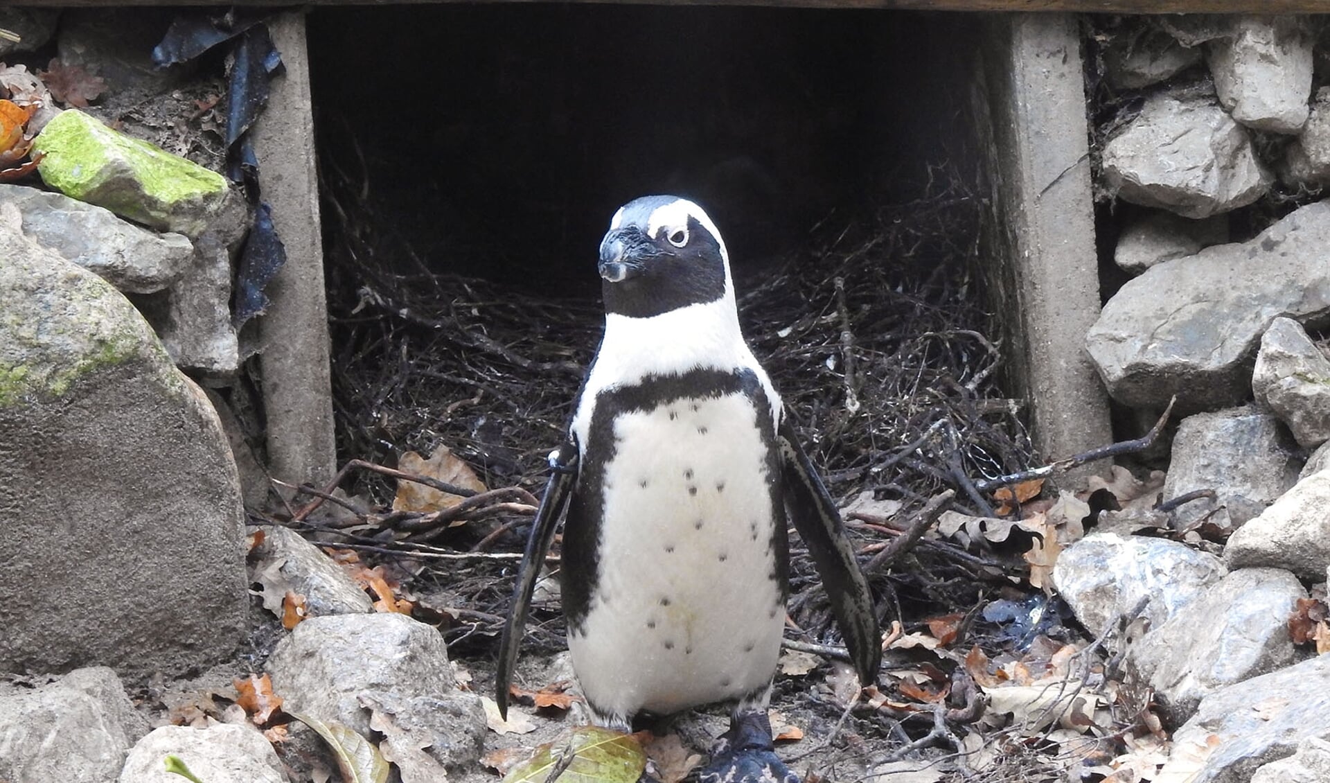 Pinguinman voor nest