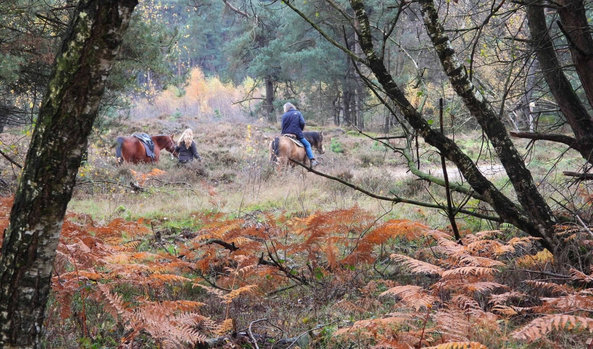 Ook voor de adelaarsvarens is het herfst.