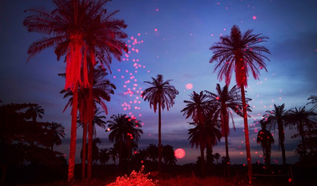 NIGERIA, Igbo-Ora, October 2018.Palmtree landscape at sundown. The flash lights up the bugs in the air. Igbo-Ora, the self proclaimed 'Twin Capital of the World' has earned its nickname by the unusually large number of twin births in the region. Research has suggested that the multiple births could