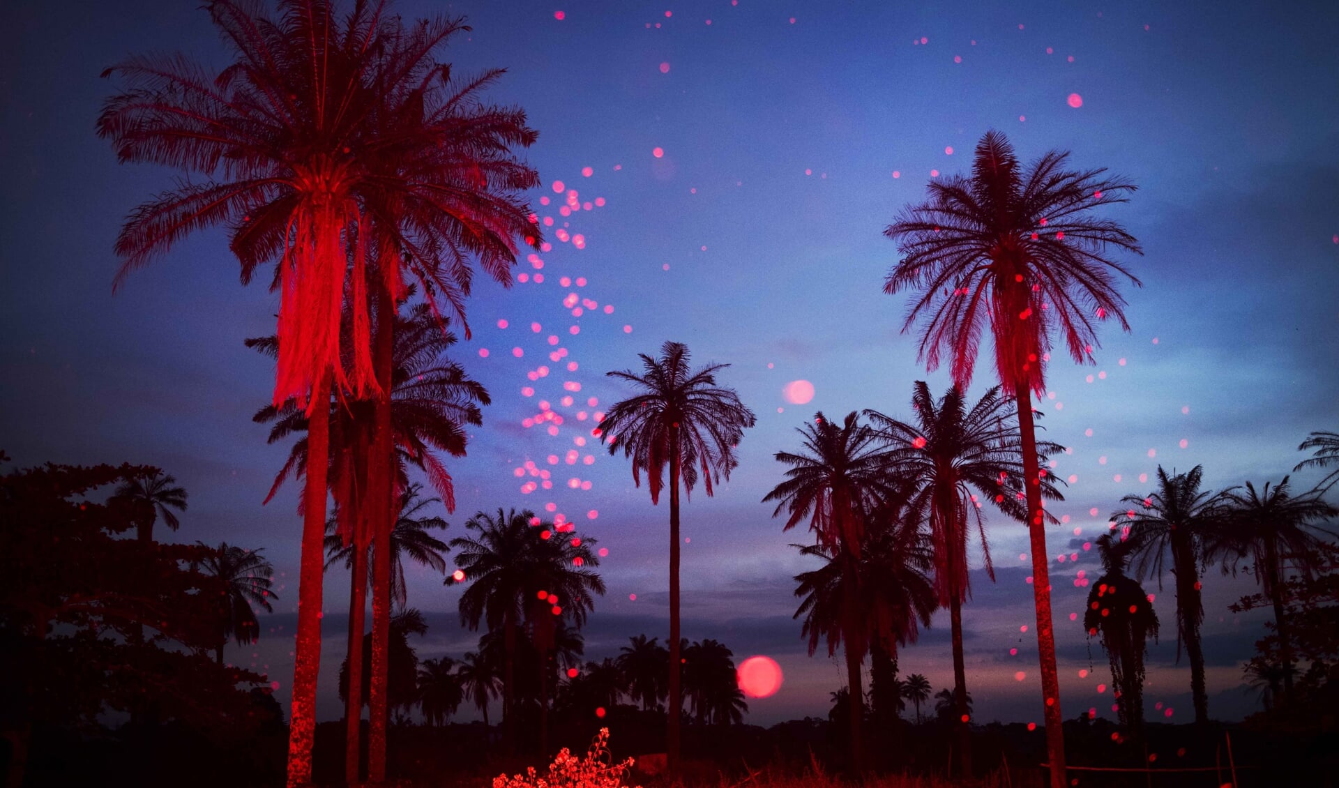 NIGERIA, Igbo-Ora, October 2018.Palmtree landscape at sundown. The flash lights up the bugs in the air. Igbo-Ora, the self proclaimed 'Twin Capital of the World' has earned its nickname by the unusually large number of twin births in the region. Research has suggested that the multiple births could 
