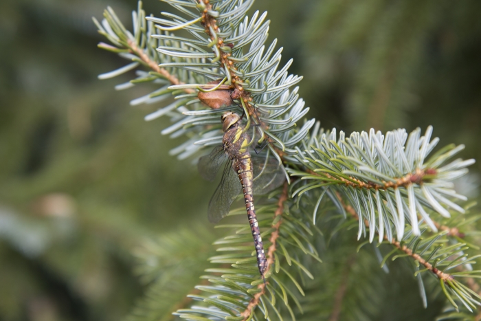 De kerstbomen zijn van het soort Servische spar