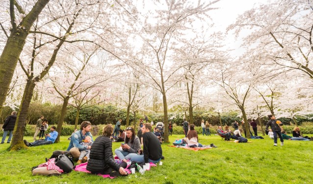 Picknicken onder de kersenbloesems in het Amsterdamse Bos.