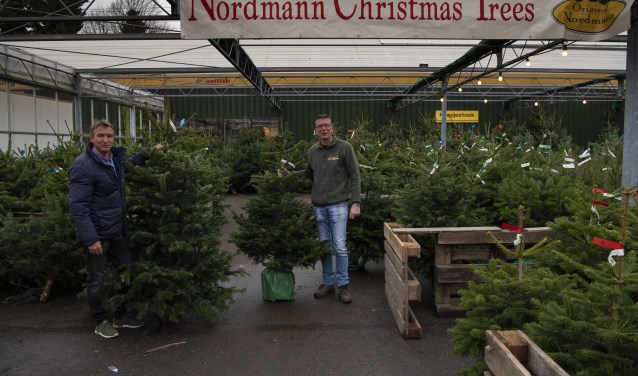 Er zijn weer volop kerstbomen bij Tuincentrum de Oosteinde