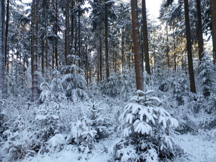 winterbomen herkennen met IVN