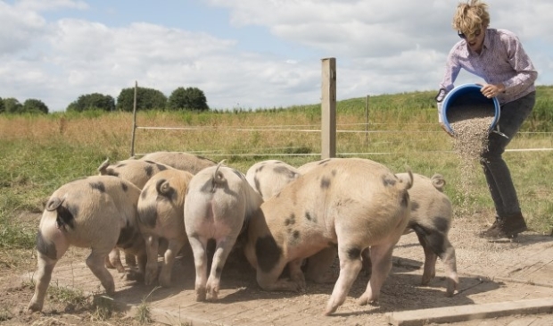 Josse met zijn rondscharrelde varkens van Pigme die hij circulaire brokjes voert. Foto: archief Pigme