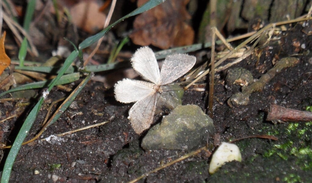 Af en toe fladdert een wintervlinder bij de grond, misschien om vocht.