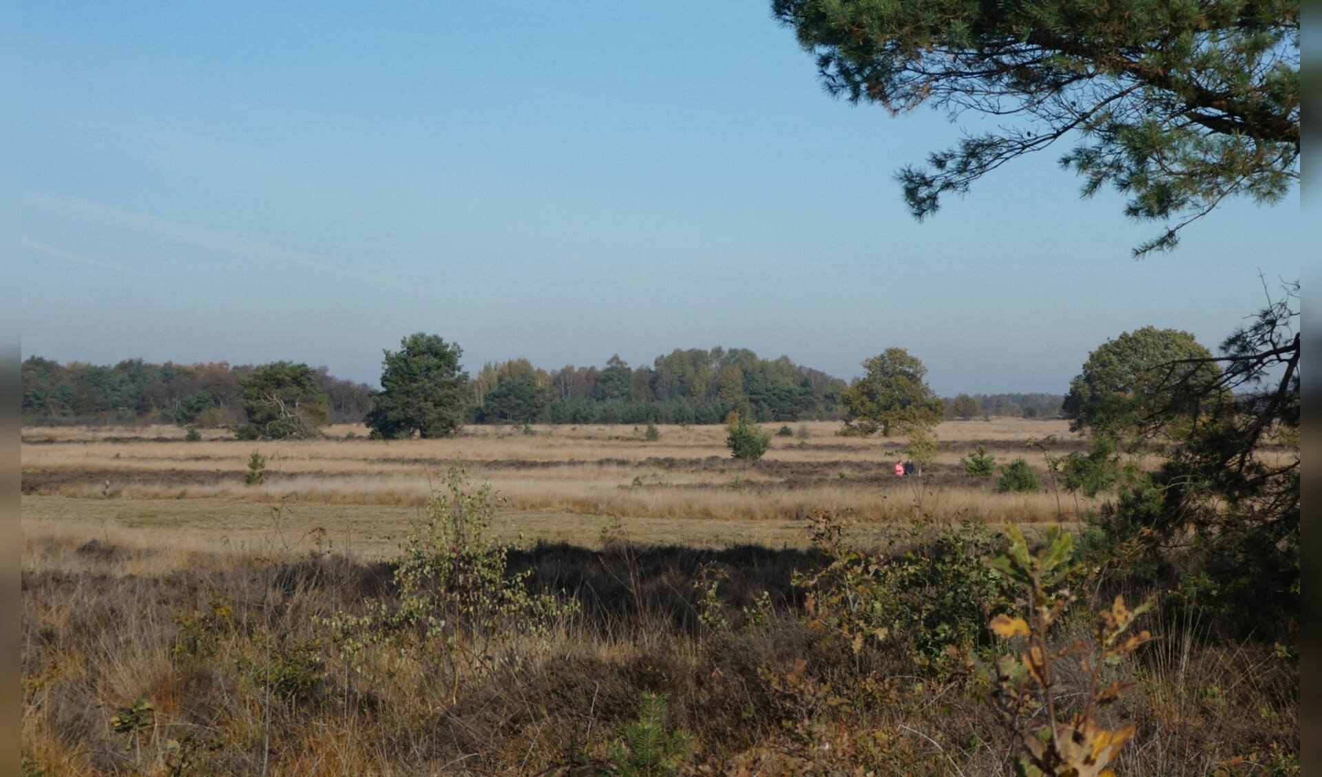Heidevelden vergrassen door stikstof uit de lucht. De provincie Gelderland heeft maatregelen aangekondigd om de stikstofproblematiek aan te pakken.