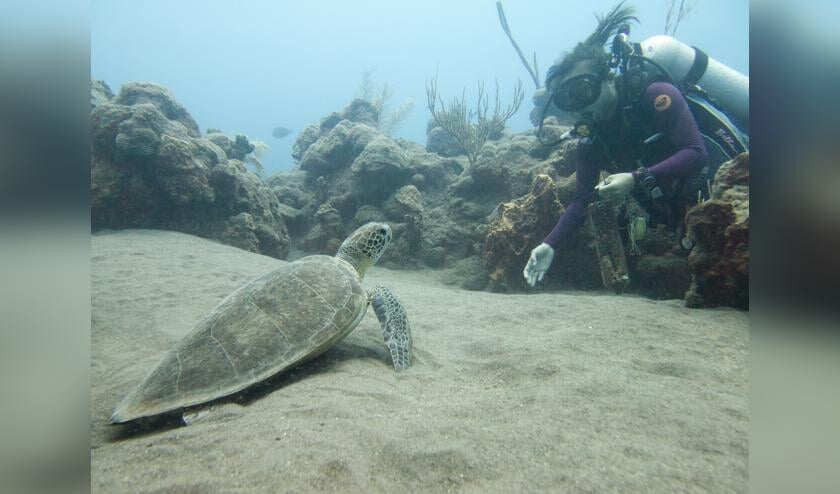 De Saba Bank is een beschermt natuurgebied met veel speciale dieren en planten. Ayumi duikt er vaak.