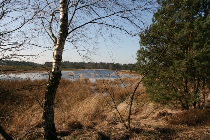 Gerritsflesch nabij Radio Kootwijk is een voorbeeld van kwetsbare natte heidegrond in een Gelders Natura 2000-gebied