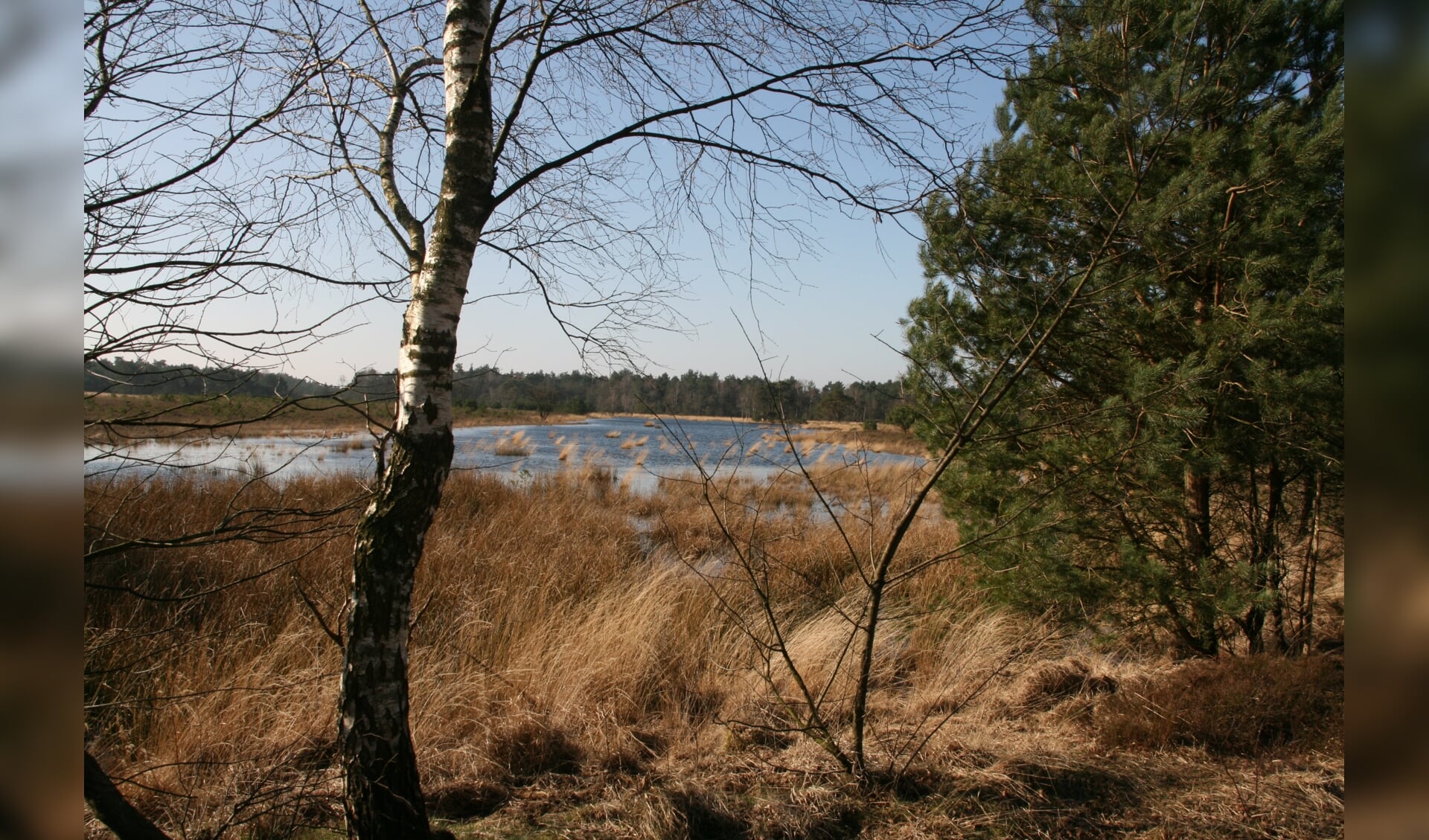 Gerritsflesch nabij Radio Kootwijk is een voorbeeld van kwetsbare natte heidegrond in een Gelders Natura 2000-gebied