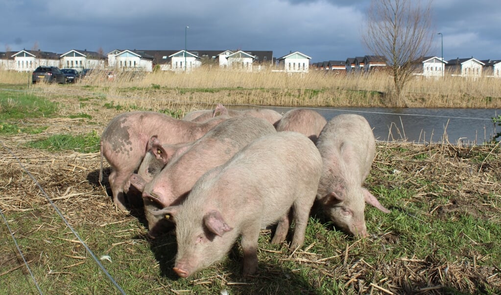 De varkens op verkenning bij hun tijdelijke plaatsing langs de Rondweg.
