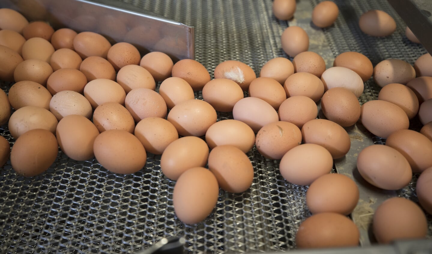 'Duurderde eieren leiden tot meer winst voor supermarkten.'
