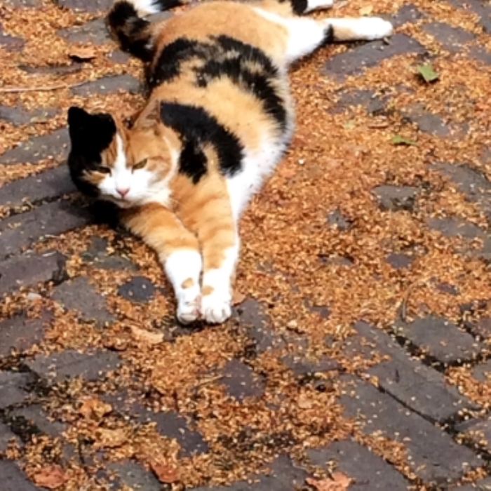 Vermiste poes Postweg de Glind