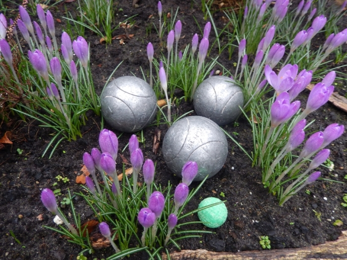 Krokussen met "Ballen".