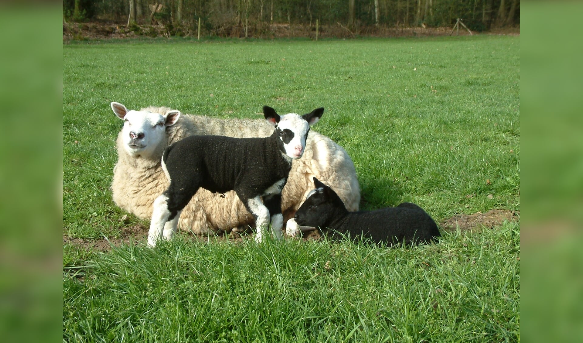 Behandeling van schapen en geiten tegen maagdarmwormen vraagt aandacht 