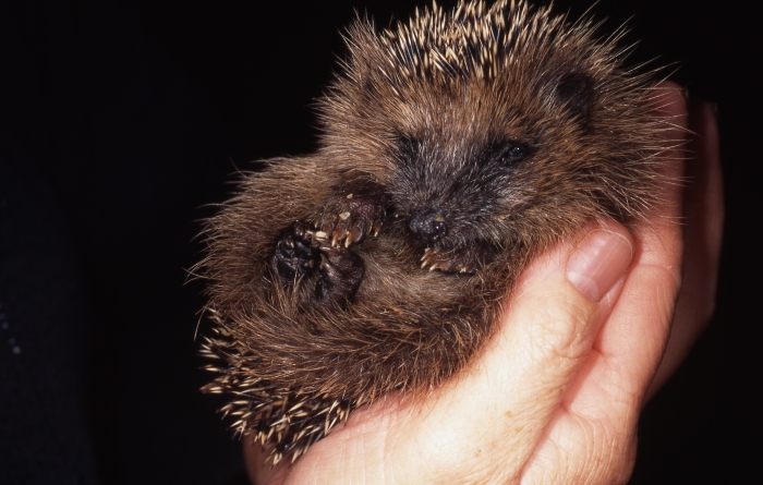 Opknappende egel in de verzorging