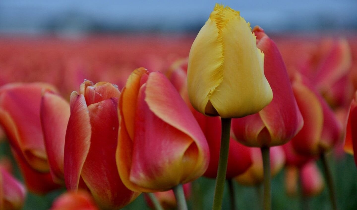 Tulpen zijn typisch Nederlands. Maar de gele tulp is weer anders dan de rest. Daarmee wil ik aangeven dat je in Nederland niet allemaal gelijk hoeft te zijn; je mag best anders zijn dan de rest.