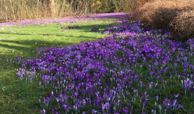 Paarse krokussen en nog dorre struiken in het Cantonspark.