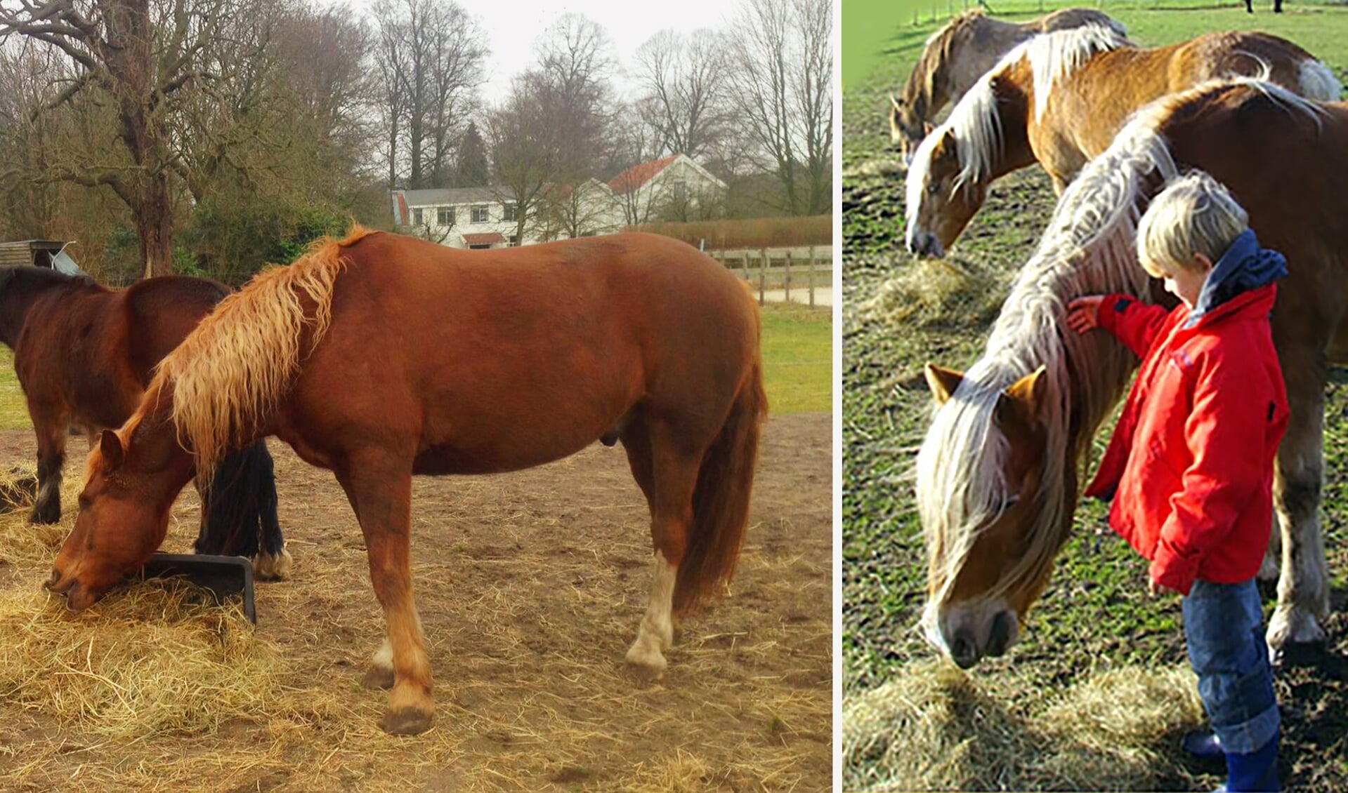 Hippotriade zoekt werkplek voor paarden nabij Driebergen