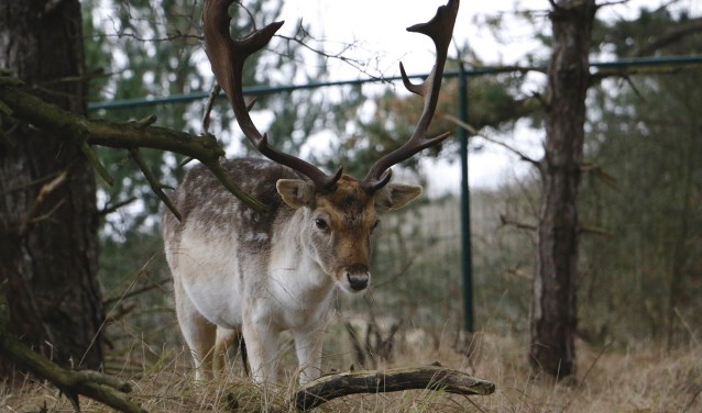 De eerste match leidde naar de Amsterdamse Waterleidingduinen.