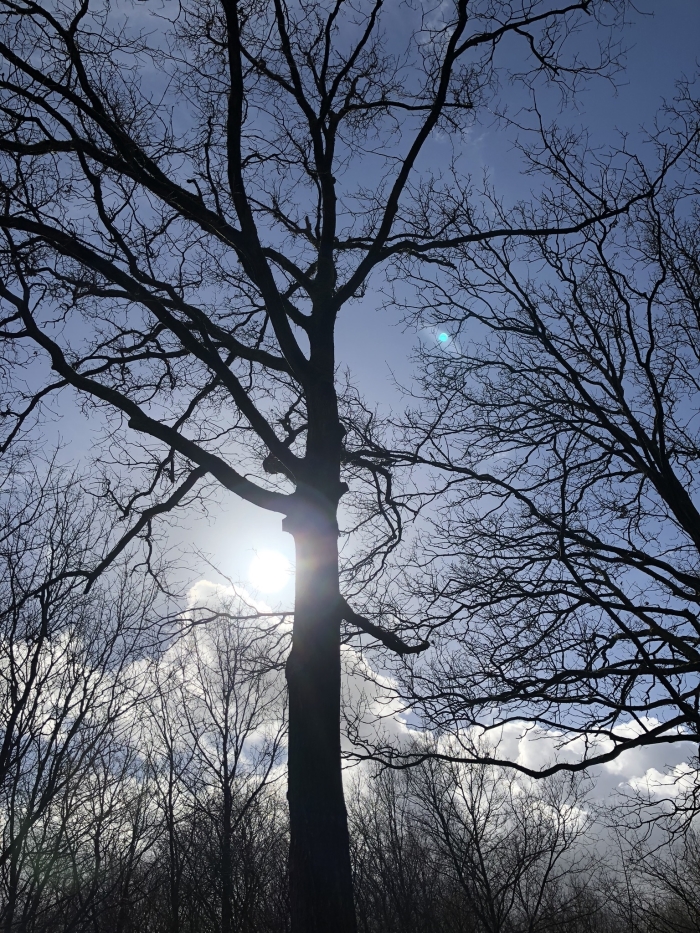 Zon door de bomen