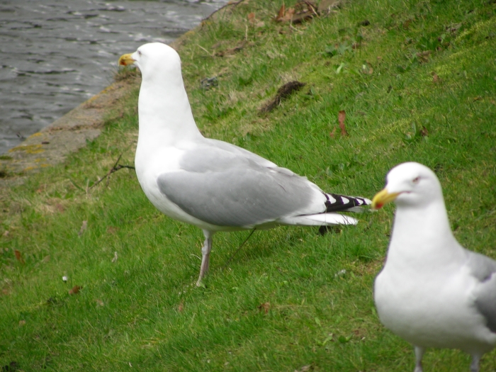 Nu nog verliefd stelletje.......