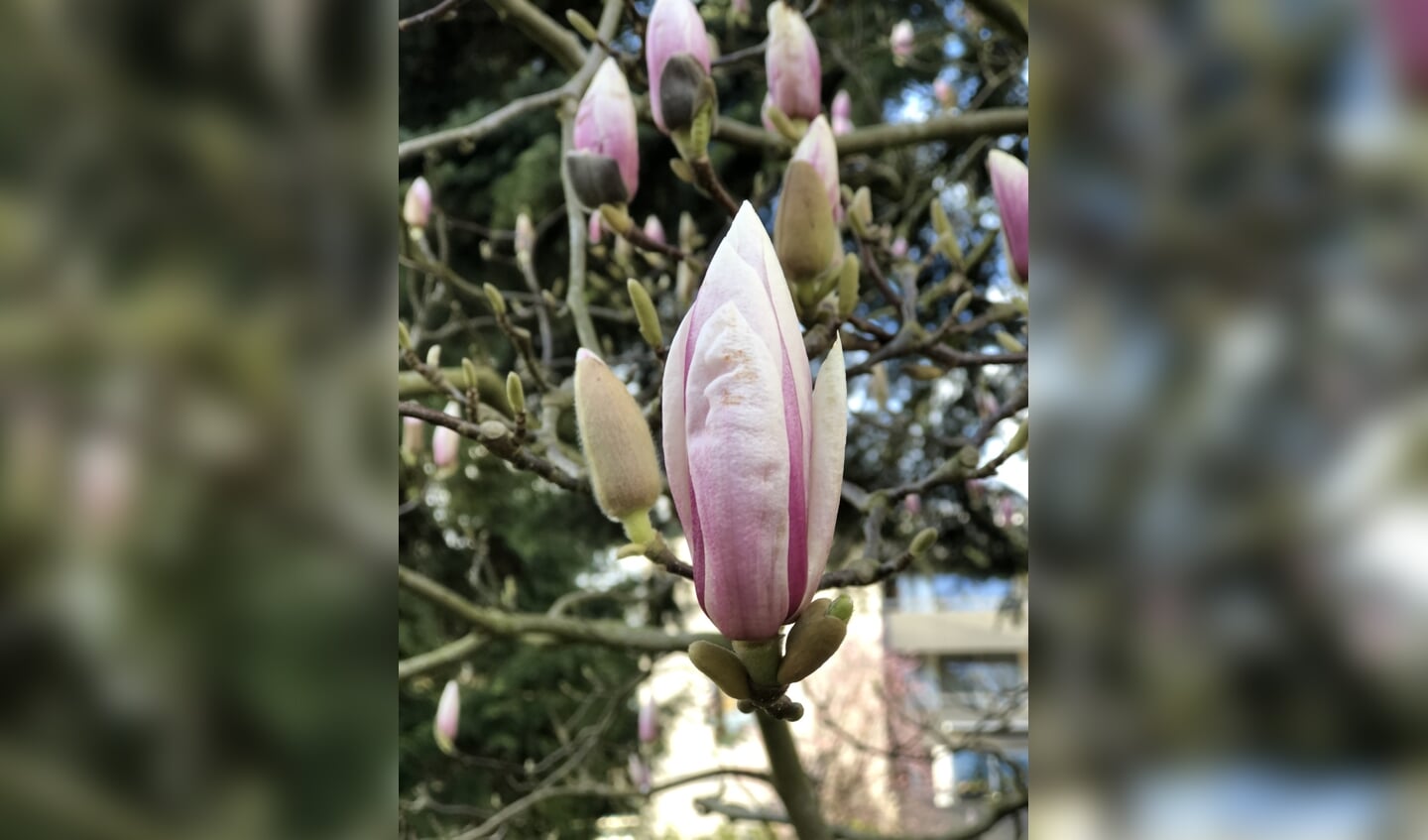 Knoppen van de Magnolia staan op springen