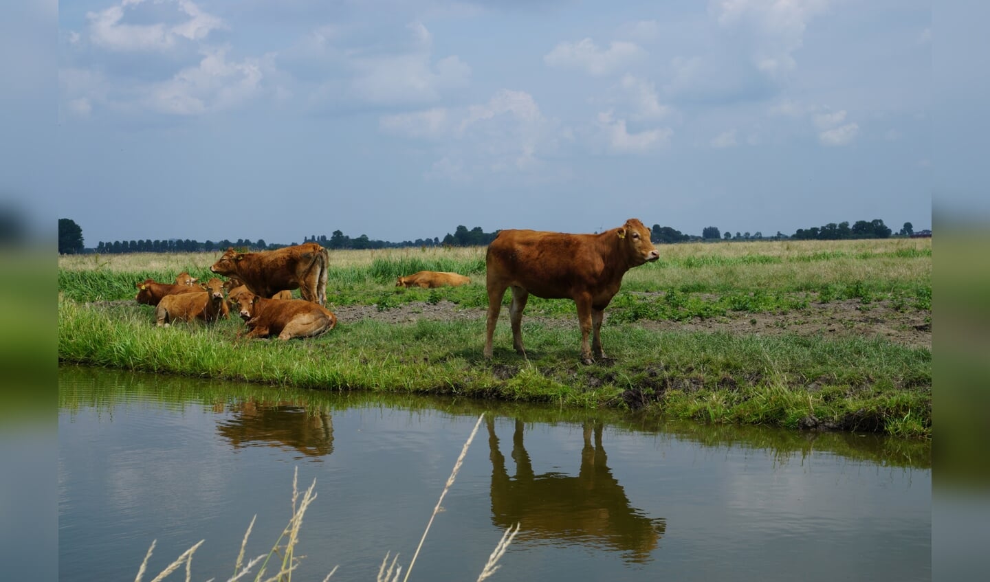Amstelland: op tien minuten van de stad oog in oog staan met een koe.. 