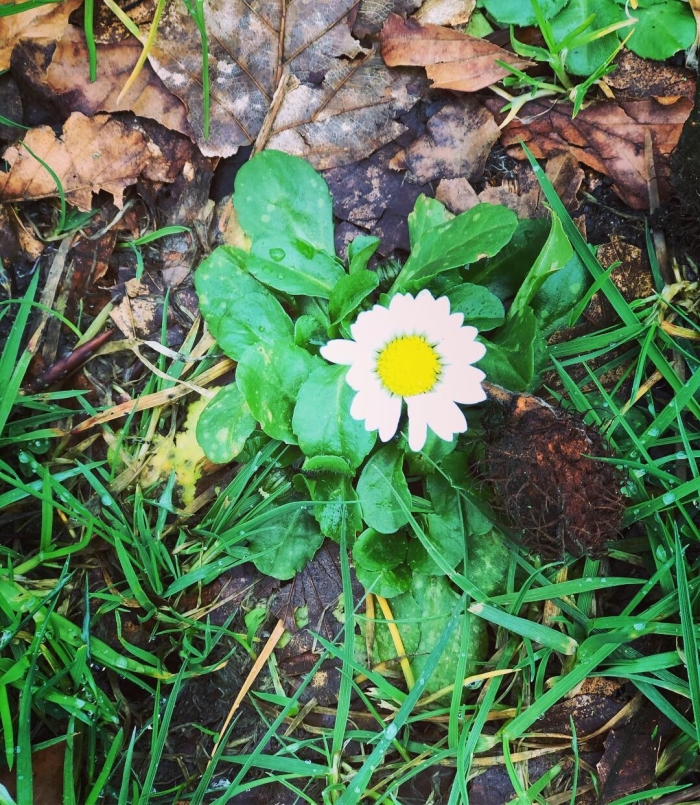 Madeliefje in het bos
