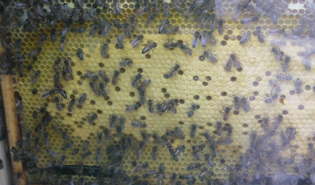 doorsnede bijenkast