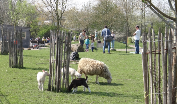 <p>De kinderboerderij van Buitenwereld</p>