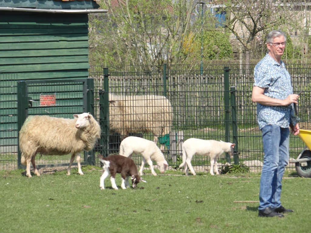 <p>Een aantal dieren is inmiddels van de kinderboerderij verhuisd naar elders</p>