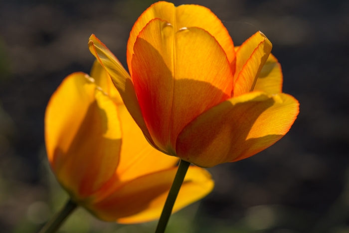 van bloembol naar tulp