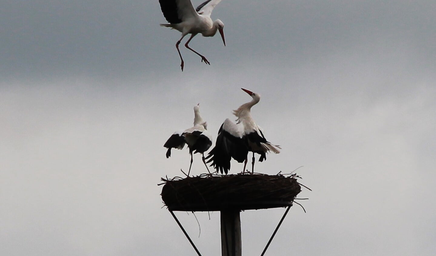Ooievaar Piet opent de aanval op de stoutmoedige Stork die hij bij zijn vrouw in het nest aantrof.