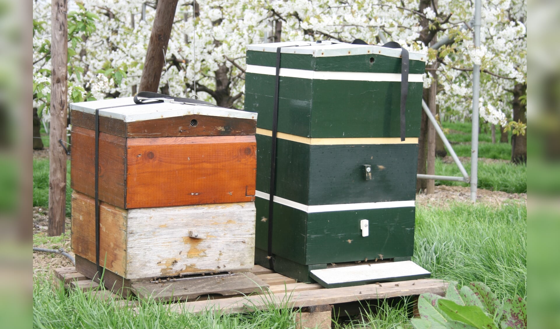 Bijenkasten bij fruitbloesem