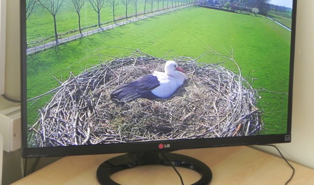 Op een groot scherm ziet Koppens het vrouwtje zitten die op 5 eieren zit te broeden.