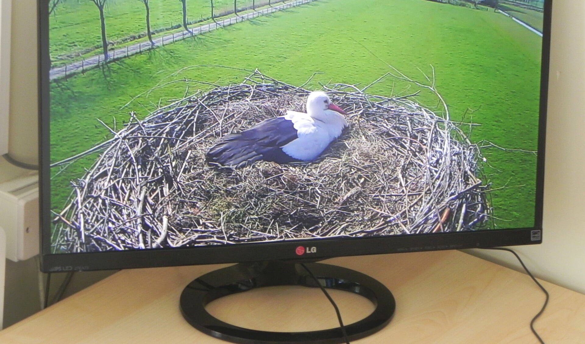 Op een groot scherm ziet Koppens het vrouwtje zitten die op 5 eieren zit te broeden.