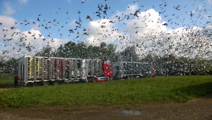 lossing in België