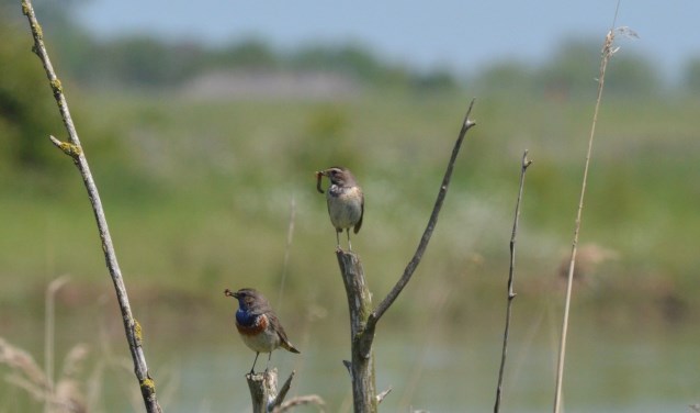 Grote kans dat u deze mooie blauwborsten ziet met IVN.