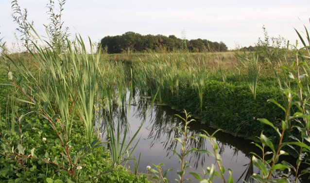 Langs en in de beek tiert de flora en fauna welig.