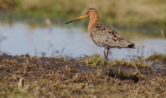 De Hekslootpolder is het enige veenweidegebied in Haarlem waar nog weidevogels broeden.