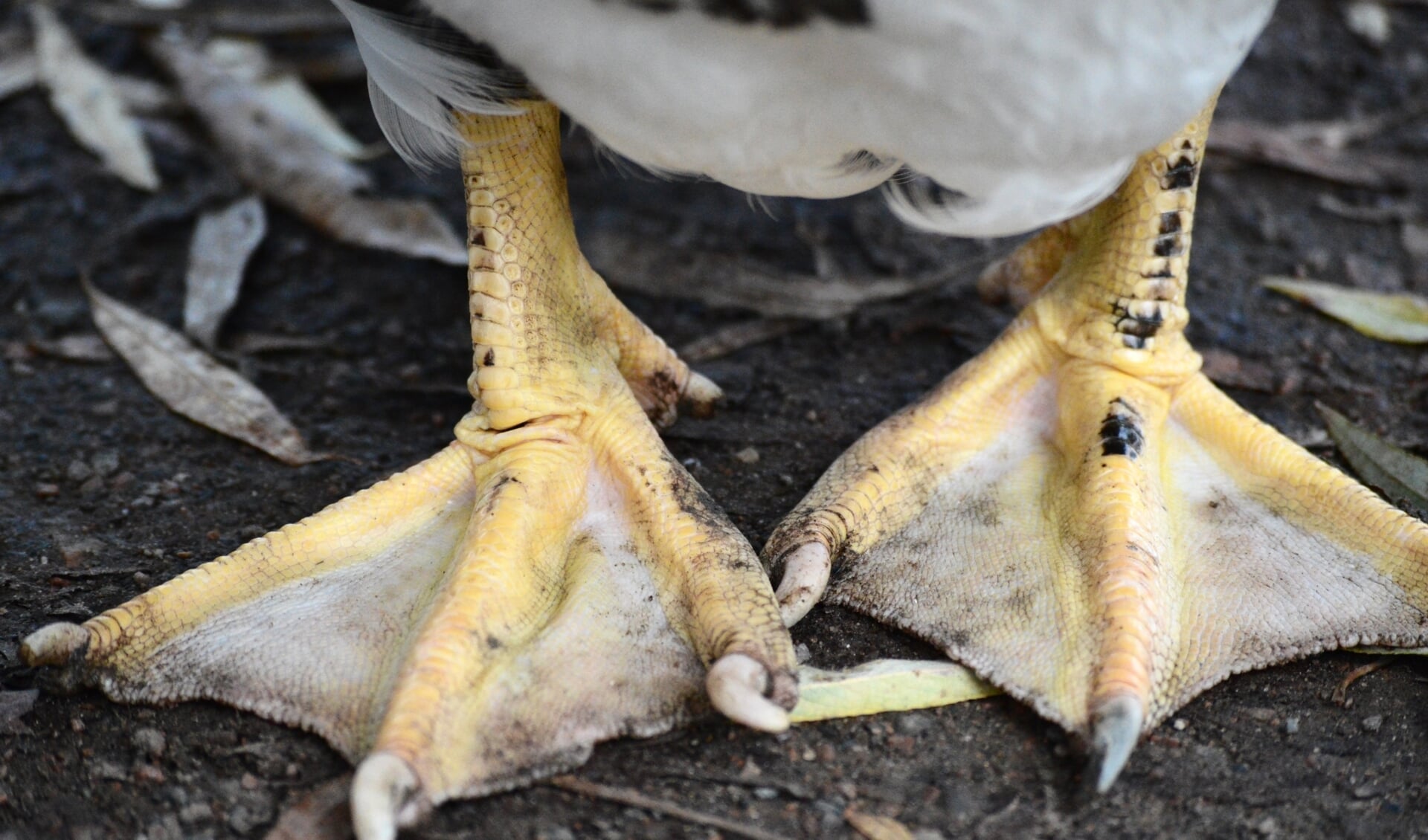Het gewicht van de eenden die worden geslacht door Tomassen Duck-To in Ermelo blijft omstreden