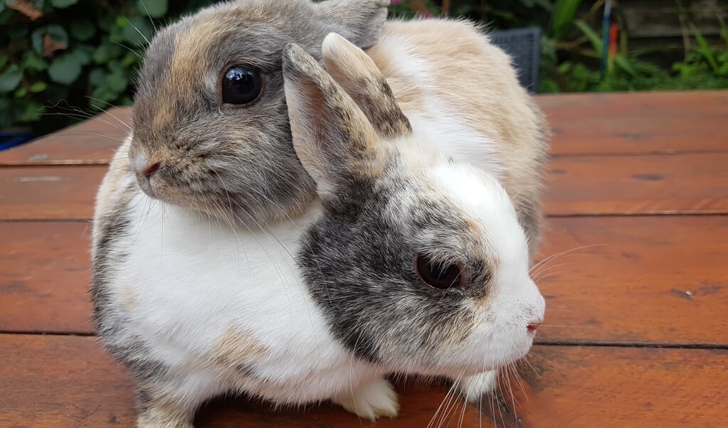 Leer alles over de verzorging van konijnen